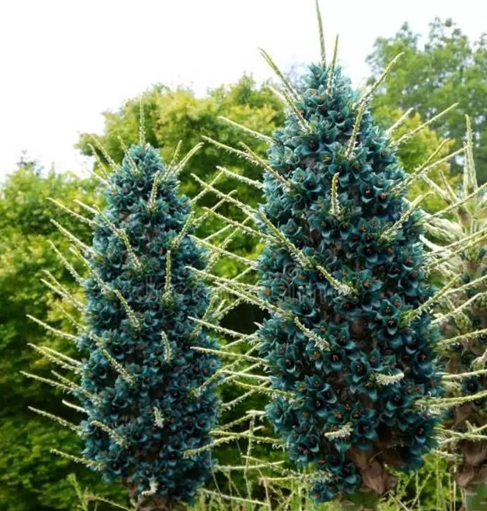 Puya alpestris - Bromélia Torre de Safira, Bromélia Flor Azul Pavão, Bromélia Alpestris - Imagem 6