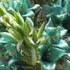 Puya berteroniana (Puya alpestris ssp. zoellneri) - Bromélia Azul Turquesa