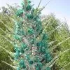 Puya berteroniana (Puya alpestris ssp. zoellneri) - Bromélia Azul Turquesa - Image 2