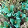 Puya berteroniana (Puya alpestris ssp. zoellneri) - Bromélia Azul Turquesa - Image 3