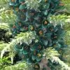 Puya berteroniana (Puya alpestris ssp. zoellneri) - Bromélia Azul Turquesa - Image 4