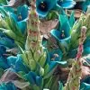 Puya berteroniana (Puya alpestris ssp. zoellneri) - Bromélia Azul Turquesa - Image 7