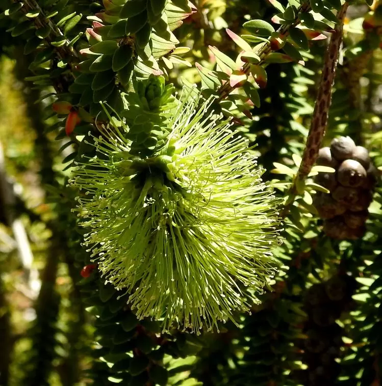 Callistemon viridiflorus (Melaleuca virens) - Escova de Garrafa verde-limão, Green Bottlebrush, Escova de Garrafa das Montanha