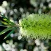 Callistemon viridiflorus (Melaleuca virens) - Escova de Garrafa verde-limão, Green Bottlebrush, Escova de Garrafa das Montanha - Image 2