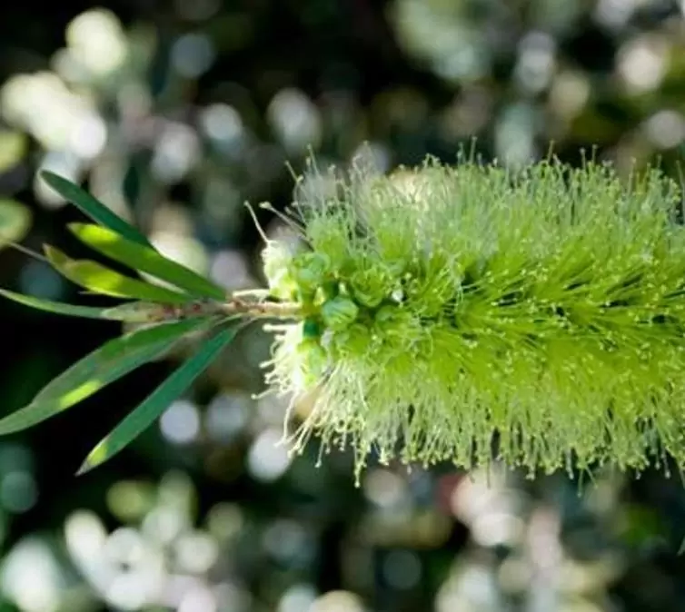 Callistemon viridiflorus (Melaleuca virens) - Escova de Garrafa verde-limão, Green Bottlebrush, Escova de Garrafa das Montanha - Imagem 2