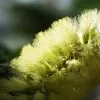 Callistemon viridiflorus (Melaleuca virens) - Escova de Garrafa verde-limão, Green Bottlebrush, Escova de Garrafa das Montanha - Image 3