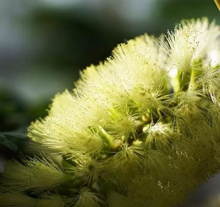 Callistemon viridiflorus (Melaleuca virens) - Escova de Garrafa verde-limão, Green Bottlebrush, Escova de Garrafa das Montanha - Imagem 3