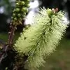 Callistemon viridiflorus (Melaleuca virens) - Escova de Garrafa verde-limão, Green Bottlebrush, Escova de Garrafa das Montanha - Image 4