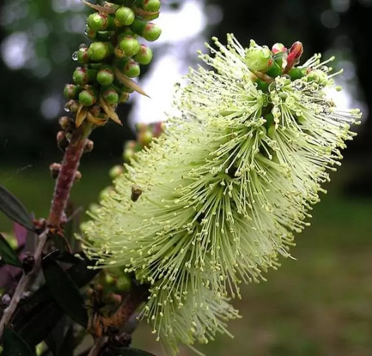 Callistemon viridiflorus (Melaleuca virens) - Escova de Garrafa verde-limão, Green Bottlebrush, Escova de Garrafa das Montanha - Imagem 4