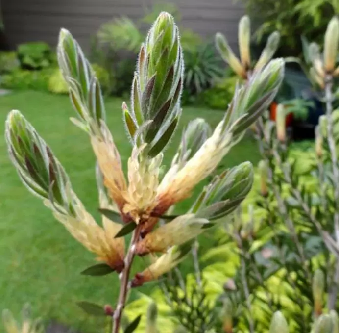 Callistemon viridiflorus (Melaleuca virens) - Escova de Garrafa verde-limão, Green Bottlebrush, Escova de Garrafa das Montanha - Imagem 5