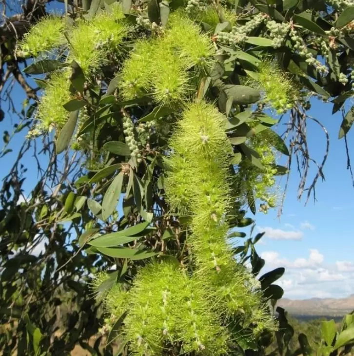 Callistemon viridiflorus (Melaleuca virens) - Escova de Garrafa verde-limão, Green Bottlebrush, Escova de Garrafa das Montanha - Imagem 6