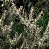 Callistemon viridiflorus (Melaleuca virens) - Escova de Garrafa verde-limão, Green Bottlebrush, Escova de Garrafa das Montanha - Image 7