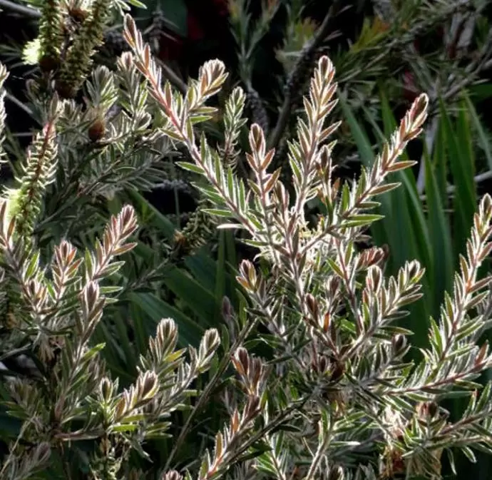 Callistemon viridiflorus (Melaleuca virens) - Escova de Garrafa verde-limão, Green Bottlebrush, Escova de Garrafa das Montanha - Imagem 7