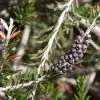 Callistemon viridiflorus (Melaleuca virens) - Escova de Garrafa verde-limão, Green Bottlebrush, Escova de Garrafa das Montanha - Image 8