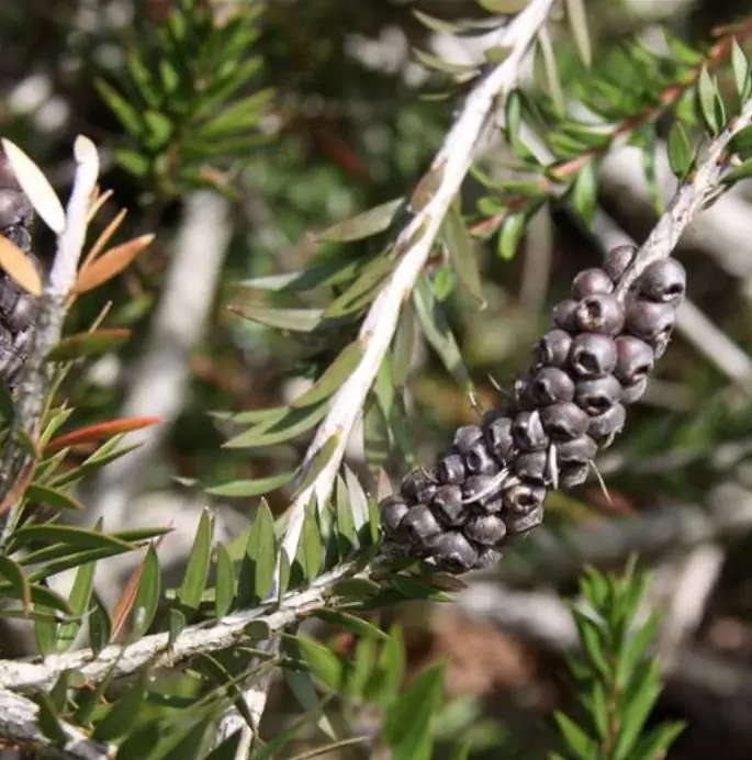 Callistemon viridiflorus (Melaleuca virens) - Escova de Garrafa verde-limão, Green Bottlebrush, Escova de Garrafa das Montanha - Imagem 8
