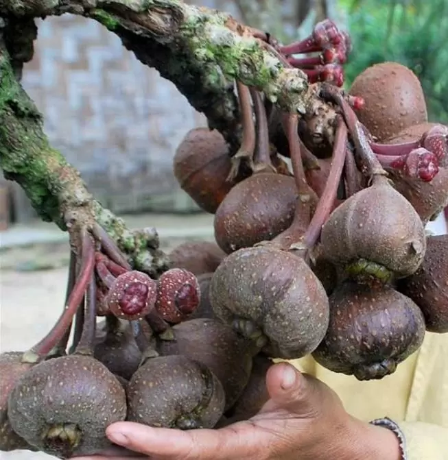 Ficus auriculata - Figueira de Jardim, Figueira vermelha