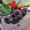 Ficus auriculata - Figueira de Jardim, Figueira vermelha - Image 2