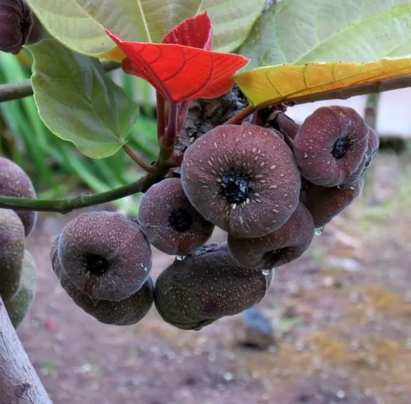 Ficus auriculata - Figueira de Jardim, Figueira vermelha - Image 2