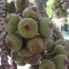 Ficus auriculata - Figueira de Jardim, Figueira vermelha - Image 4