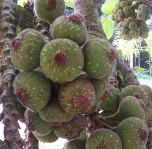 Ficus auriculata - Figueira de Jardim, Figueira vermelha - Image 4