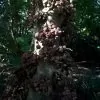 Ficus auriculata - Figueira de Jardim, Figueira vermelha - Image 5