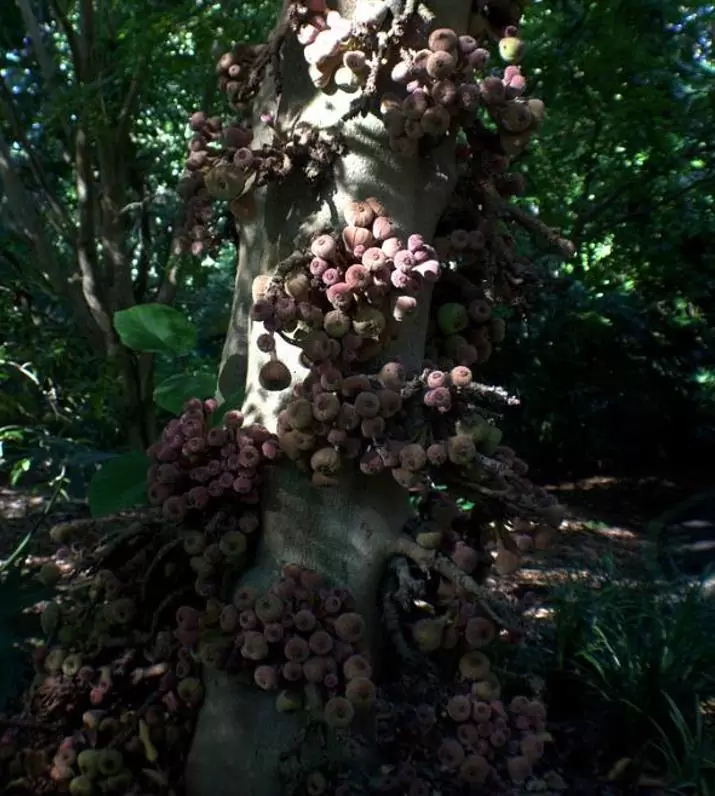 Ficus auriculata - Figueira de Jardim, Figueira vermelha - Imagem 5