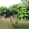 Ficus auriculata - Figueira de Jardim, Figueira vermelha - Image 6