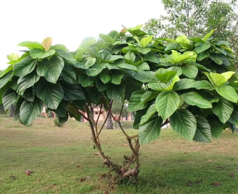 Ficus auriculata - Figueira de Jardim, Figueira vermelha - Imagem 6