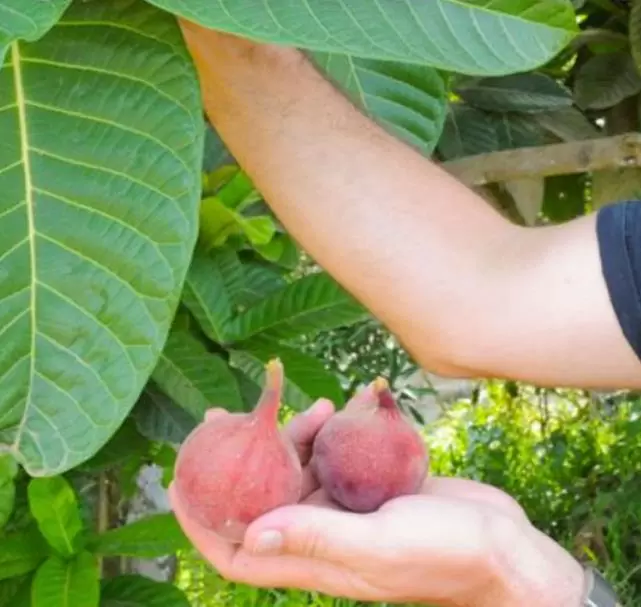 Ficus habrophylla - Figo vermelho, Figueira de folha gigante, Figo da Nova Caledônia - Imagem 2