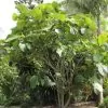 Ficus habrophylla - Figo vermelho, Figueira de folha gigante, Figo da Nova Caledônia - Image 3