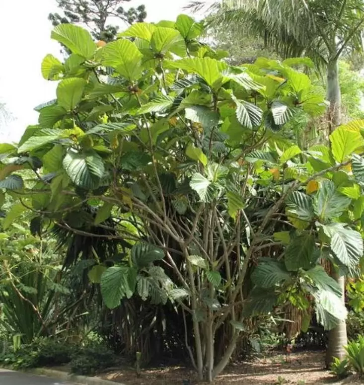 Ficus habrophylla - Figo vermelho, Figueira de folha gigante, Figo da Nova Caledônia - Imagem 3