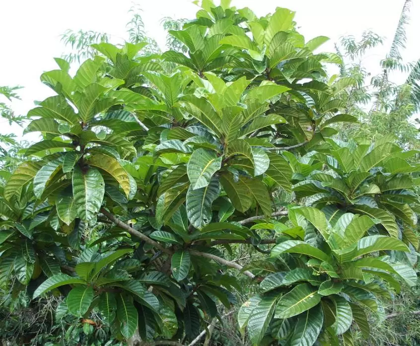 Ficus habrophylla - Figo vermelho, Figueira de folha gigante, Figo da Nova Caledônia - Imagem 4