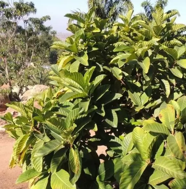 Ficus habrophylla - Figo vermelho, Figueira de folha gigante, Figo da Nova Caledônia - Imagem 5