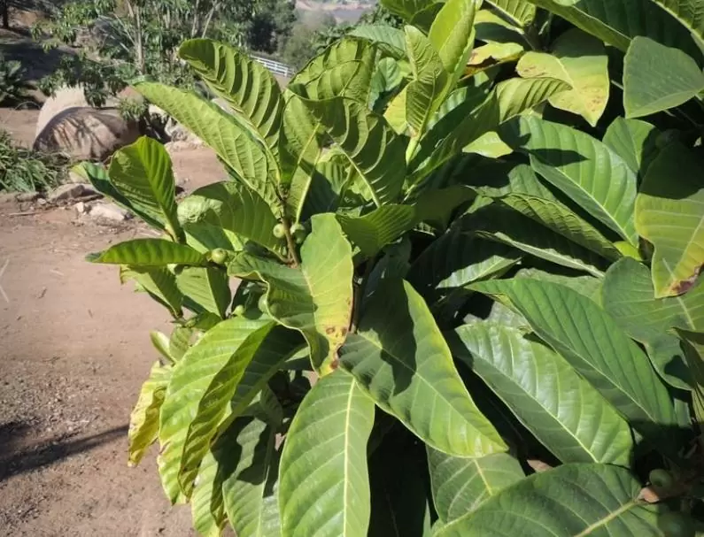Ficus habrophylla - Figo vermelho, Figueira de folha gigante, Figo da Nova Caledônia - Imagem 6