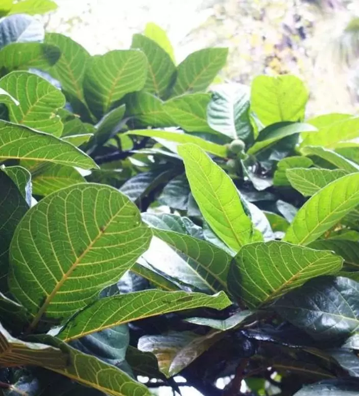 Ficus habrophylla - Figo vermelho, Figueira de folha gigante, Figo da Nova Caledônia - Imagem 7