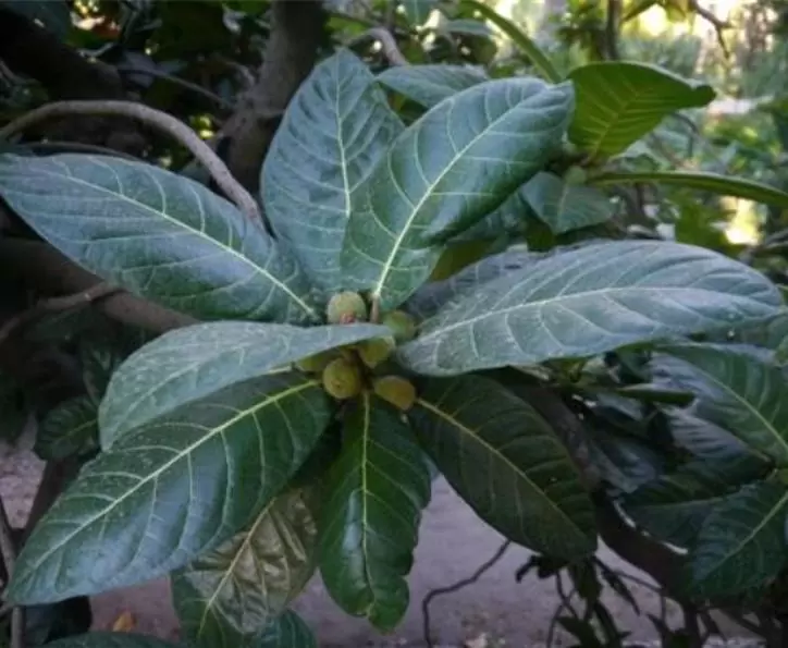 Ficus habrophylla - Figo vermelho, Figueira de folha gigante, Figo da Nova Caledônia - Imagem 8