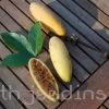 Passiflora mollissima (Passiflora tarminiana) - Maracujá Banana