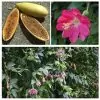 Passiflora mollissima (Passiflora tarminiana) - Maracujá Banana - Image 4