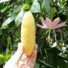 Passiflora mollissima (Passiflora tarminiana) - Maracujá Banana - Image 5