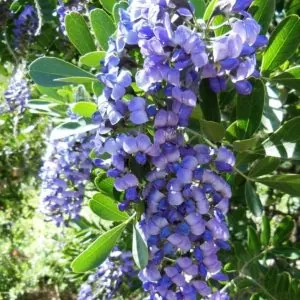 Sophora secundifloa -  Mescalbean, Louro da montanha do Texas, Feijão Mescal, Flor Glicínia do Texas