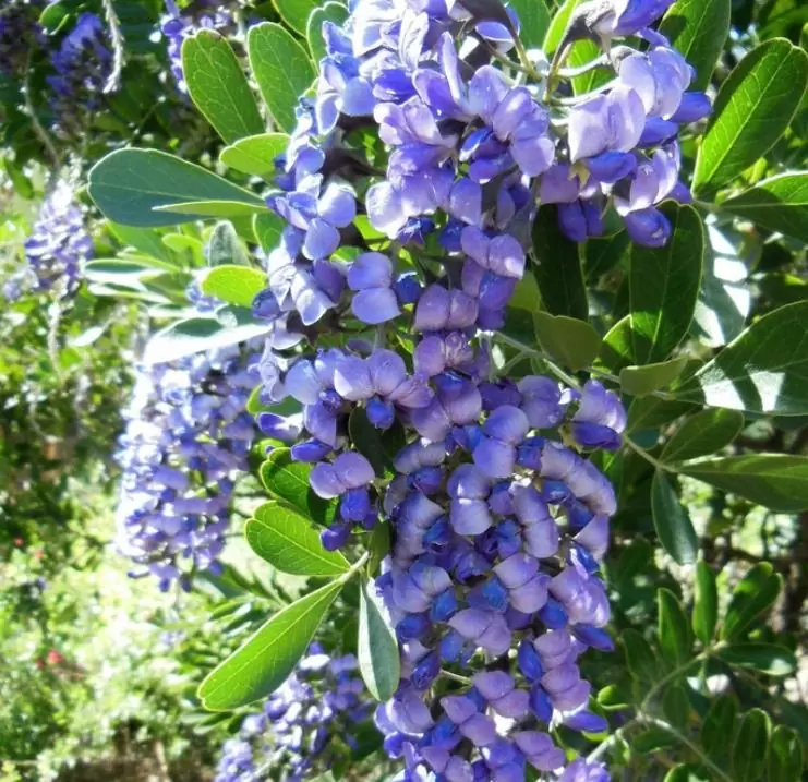 Sophora secundifloa -  Mescalbean, Louro da montanha do Texas, Feijão Mescal, Flor Glicínia do Texas