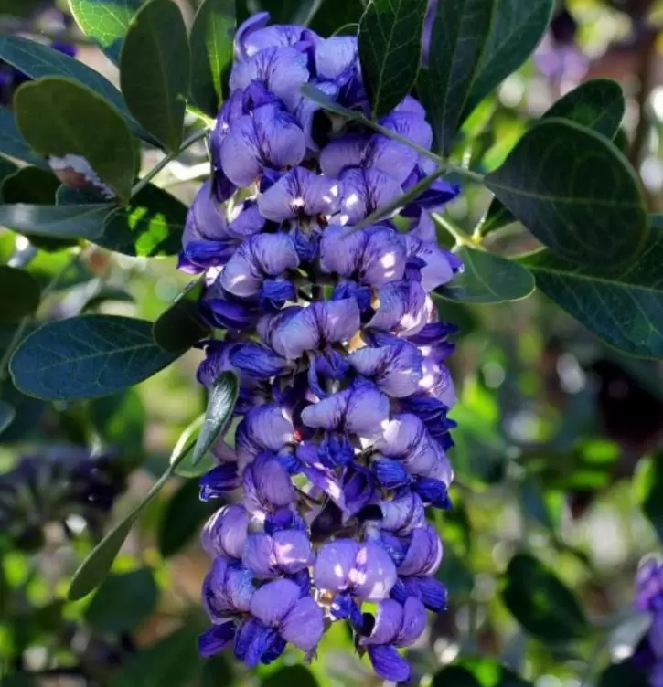 Sophora secundifloa -  Mescalbean, Louro da montanha do Texas, Feijão Mescal, Flor Glicínia do Texas - Imagem 2
