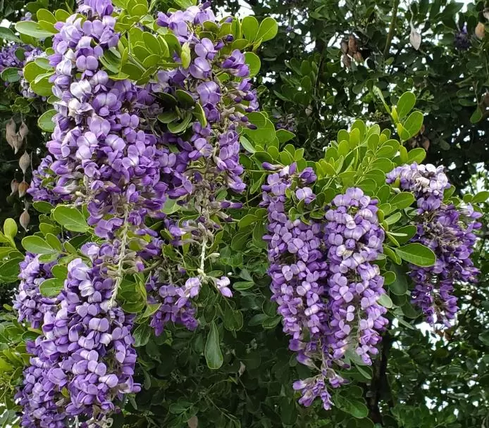 Sophora secundifloa -  Mescalbean, Louro da montanha do Texas, Feijão Mescal, Flor Glicínia do Texas - Imagem 3