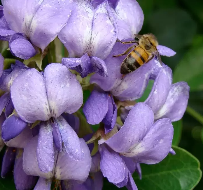 Sophora secundifloa -  Mescalbean, Louro da montanha do Texas, Feijão Mescal, Flor Glicínia do Texas - Imagem 4