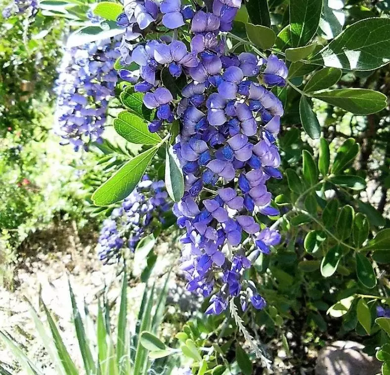 Sophora secundifloa -  Mescalbean, Louro da montanha do Texas, Feijão Mescal, Flor Glicínia do Texas - Imagem 5