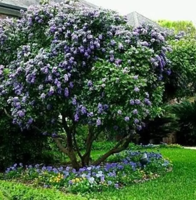 Sophora secundifloa -  Mescalbean, Louro da montanha do Texas, Feijão Mescal, Flor Glicínia do Texas - Imagem 9