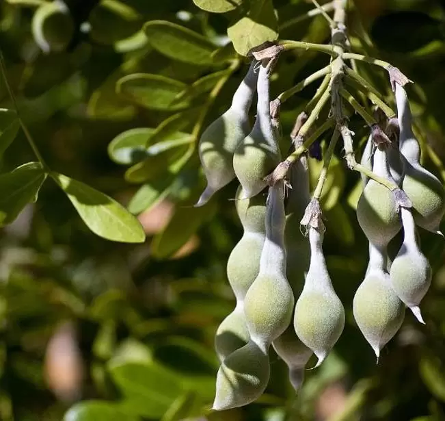 Sophora secundifloa -  Mescalbean, Louro da montanha do Texas, Feijão Mescal, Flor Glicínia do Texas - Imagem 10