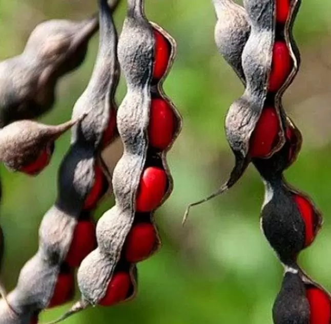 Sophora secundifloa -  Mescalbean, Louro da montanha do Texas, Feijão Mescal, Flor Glicínia do Texas - Imagem 11