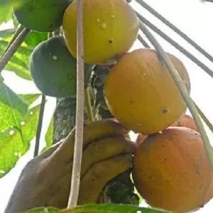 Vasconcellea palandensis (Carica palandensis) - Mamão Papaya de Palanda, Papaillo, Palanda Papaya