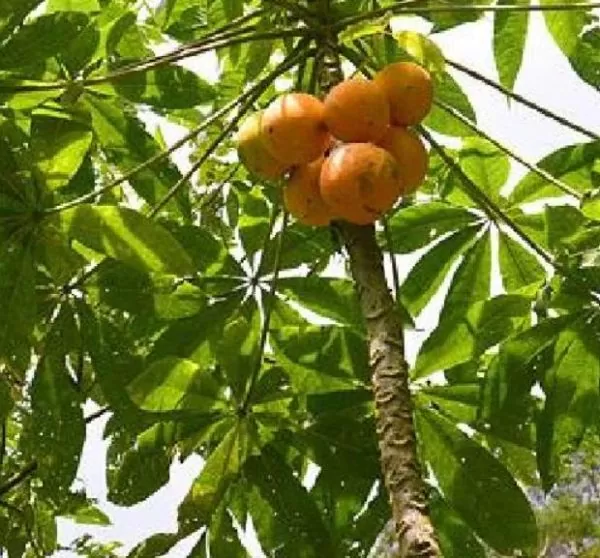 Vasconcellea palandensis (Carica palandensis) - Mamão Papaya de Palanda, Papaillo, Palanda Papaya - Imagem 4